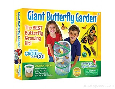 Insect Lore - 48124 - Wnsemble d\'expérimenter - Giant Butterfly Garden