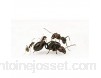Messor Barbarus Queen fourmis et couvain fourmis moissonnantes