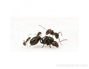 Messor Barbarus Queen fourmis et couvain fourmis moissonnantes