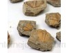 SODIAL 1 PièCe Trilobite Naturelle Fossile de Queue Fossiles Anciens SpéCimens D\'Enseignement Collection