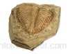 SODIAL 1 PièCe Trilobite Naturelle Fossile de Queue Fossiles Anciens SpéCimens D\'Enseignement Collection