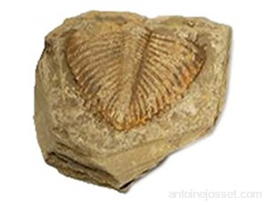 SODIAL 1 PièCe Trilobite Naturelle Fossile de Queue Fossiles Anciens SpéCimens D'Enseignement Collection