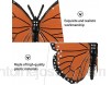 YARNOW 4 Pièces Vie Cycle Chiffres de Papillon Animal Croissance Modèle Biologie Sciences Jouets Projet Décole pour Enfants en Bas Âge