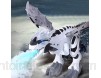 LICHENGTAI Mist Robot Spraying Dragon Dinosaure de pulvérisation deau de Respiration de feu de Jouet électrique de Dragon de Marche avec Le Clignotant et Les bruits pour des Enfants