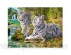 Ravensburger- Puzzle 500 pièces Famille de Tigres Blancs Adulte 4005556147939 Néant